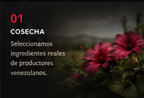 01 Cosecha — Seleccionamos ingredientes reales de productores venezolanos.